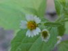 Galinsoga; Quickweed (Galinsoga ciliata)