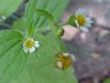Galinsoga; Quickweed (Galinsoga ciliata)