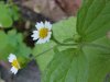 Galinsoga; Quickweed (Galinsoga ciliata)