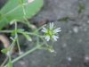 Of the Mouse-ear Chickweed family (Cerastium fontanum)