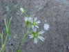 Of the Mouse-ear Chickweed family (Cerastium fontanum)