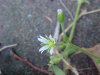 Of the Mouse-ear Chickweed family (Cerastium fontanum)