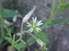Of the Mouse-ear Chickweed family (Cerastium fontanum)