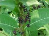 Black swallow-wort (Cynanchum nigrum; Cynanchum rossicum)