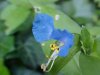 Asiatic Dayflower; Mouse Flower (Commelina communis) (has flowers that open for only one day)