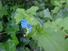 Asiatic Dayflower; Mouse Flower (Commelina communis) (has flowers that open for only one day)