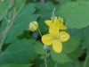 Greater Celandine; Wartweed (Chelidonium majus)