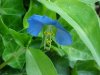 Asiatic Dayflower; Mouse Flower (Commelina communis) (has flowers that open for only one day)