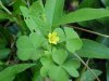 Yellow Wood Sorrel; Sour Grass (Oxalis stricta)