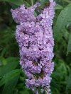 Butterfly Bush (Buddleja davidii) of Palisades