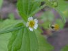 Galinsoga; Quickweed (Galinsoga ciliata)