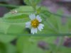 Galinsoga; Quickweed (Galinsoga ciliata)