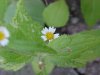 Galinsoga; Quickweed (Galinsoga ciliata)