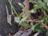Of the Mouse-ear Chickweed family (Cerastium fontanum)