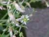 Of the Mouse-ear Chickweed family (Cerastium fontanum)