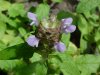 Heal-all; Self-heal (Prunella vulgaris)