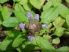 Heal-all; Self-heal (Prunella vulgaris)