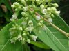 Indian Hemp (Apocynum cannabinum) (A Dogbane - True Hemp is Cannabis; another family)