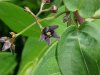 Black swallow-wort (Cynanchum nigrum; Cynanchum rossicum)