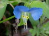 Asiatic Dayflower; Mouse Flower (Commelina communis) (has flowers that open for only one day)
