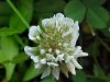 White Clover; Dutch Clover (Trifolium repens)