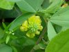 Hop Clover (Trifolium aureum)