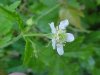 White Avens (Gillenia canadense)