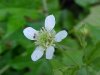 White Avens (Gillenia canadense)