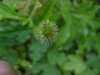 White Avens (Gillenia canadense)