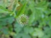White Avens (Gillenia canadense)