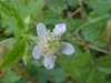 White Avens (Gillenia canadense)