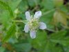 White Avens (Gillenia canadense)