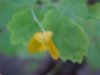 Greater Celandine; Wartweed (Chelidonium majus)