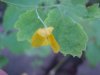 Greater Celandine; Wartweed (Chelidonium majus)