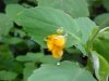 Pale Touch-me-not; Jewelweed (Impatiens pallida)