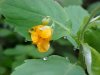 Pale Touch-me-not; Jewelweed (Impatiens pallida)