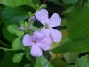 Dame's Rocket; Dame's Violet; Mother-of-the-Evening (Hesperis matronalis)