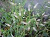 Of the Mouse-ear Chickweed family (Cerastium fontanum)