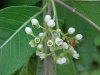 Indian Hemp (Apocynum cannabinum) (A Dogbane - True Hemp is Cannabis; another family)