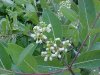 Indian Hemp (Apocynum cannabinum) (A Dogbane - True Hemp is Cannabis; another family)