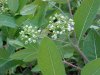Indian Hemp (Apocynum cannabinum) (A Dogbane - True Hemp is Cannabis; another family)