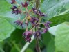Black swallow-wort (Cynanchum nigrum; Cynanchum rossicum)