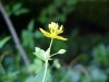 Greater Celandine; Wartweed (Chelidonium majus)