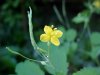 Greater Celandine; Wartweed (Chelidonium majus)