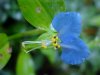 Asiatic Dayflower; Mouse Flower (Commelina communis) (has flowers that open for only one day)