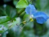 Asiatic Dayflower; Mouse Flower (Commelina communis) (has flowers that open for only one day)
