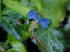 Asiatic Dayflower; Mouse Flower (Commelina communis) (has flowers that open for only one day)