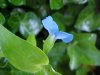 Asiatic Dayflower; Mouse Flower (Commelina communis) (has flowers that open for only one day)