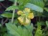 Hop Clover (Trifolium aureum)