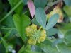Hop Clover (Trifolium aureum)